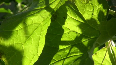 Leaf  against the light Video stock 513079