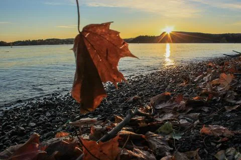 Leaf against the setting sun - Bærum Stock Photos