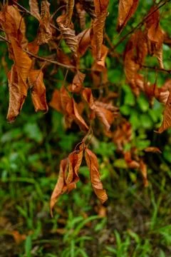 Leaf aging Stock Photos