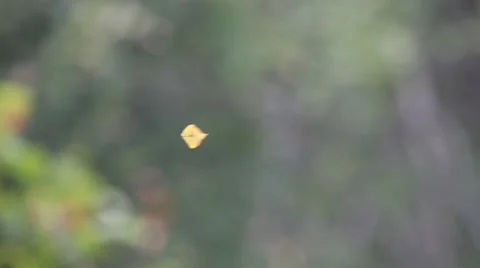 Leaf in the air Video stock 44043783