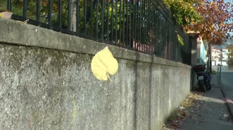 A leaf is in the air. Stockbeeldmateriaal 56903416