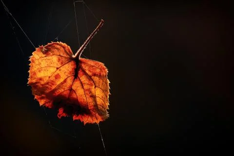 Leaf alder Stock Photos