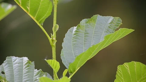 Leaf of an alder tree Stock Footage 126986761