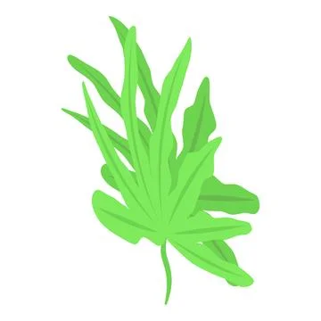 Leaf alga icon isometric vector. Marine plant Stock Illustration