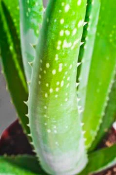 Leaf of aloe Stock Photos