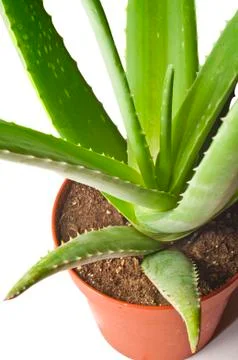 Leaf of aloe Stock Photos