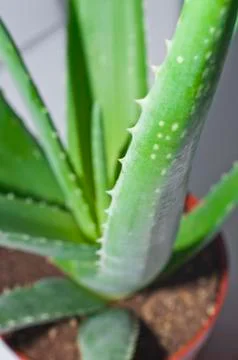 Leaf of aloe Stock Photos