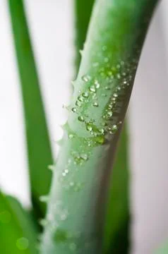 Leaf of aloe Stock Photos