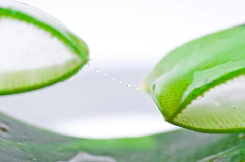 Leaf of aloe Stock Photos
