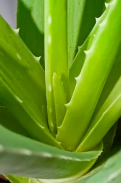 Leaf of aloe Stock Photos