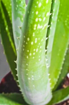 Leaf of aloe Stock Photos
