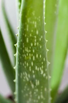 Leaf of aloe Stock Photos