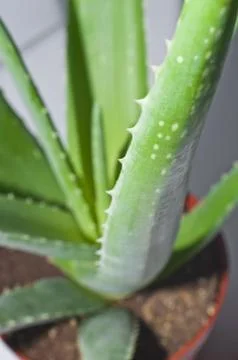 Leaf of aloe Stock Photos