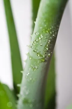 Leaf of aloe Stock Photos