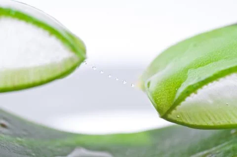 Leaf of aloe Stock Photos