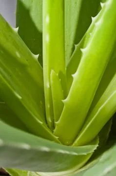 Leaf of aloe Stock Photos
