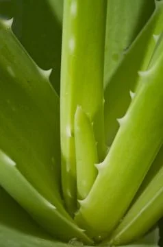 Leaf of aloe Stock Photos