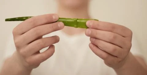 Leaf of aloe vera in hands Stock-Fotos