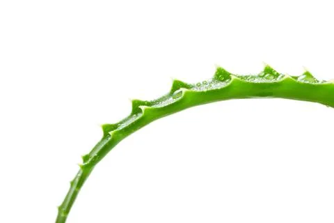 Leaf aloe vera Stock-Fotos