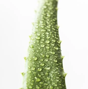 Leaf aloe Vera Stock Photos