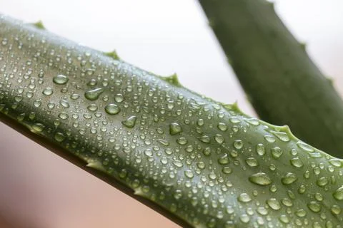 Leaf aloe Vera Stock Photos