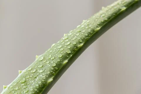 Leaf aloe Vera Stock Photos