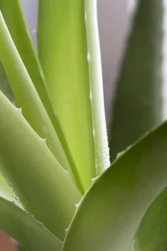 Leaf aloe Vera Stock Photos