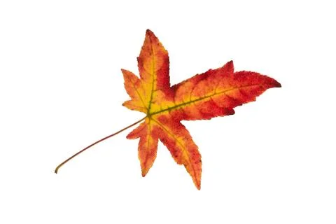 Leaf of an Amber tree. Stock Photos