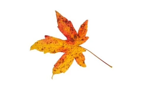 Leaf of an Amber tree. Stock Photos