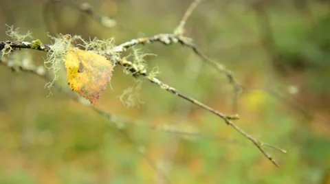 Leaf and and lichen Stock Footage 32143470