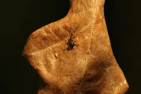 Leaf and ant Stock Photos