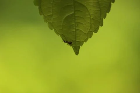 Leaf and ant Stock Photos