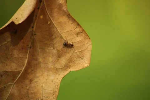 Leaf and ant Stock Photos