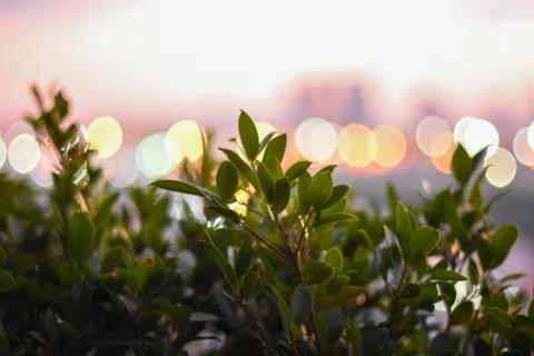 Leaf and bokeh,defocus background Stock Photos