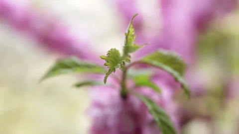Leaf and camera focusing on blooming pink and white flowers Stock Footage 135132163