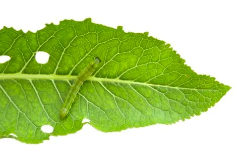 Leaf and caterpillar Stock Photos