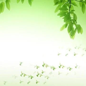 Leaf and dove Stock Photos
