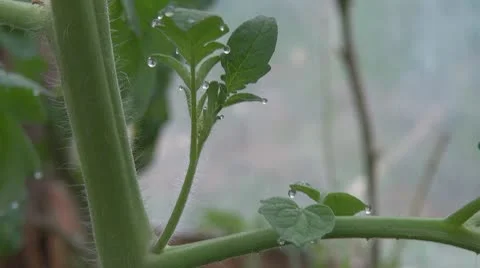 Leaf and drop Stock Footage 8967483