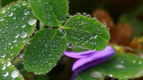 Leaf and Drop Stock Footage 92733362