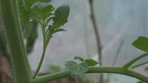 Leaf and drop rain water pattern abstract nature fall Stock Footage 8967253