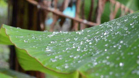 Leaf and drops Stock Footage 99117204