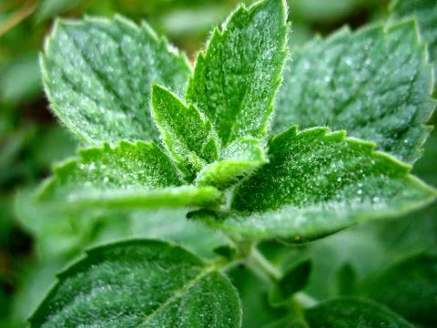 Leaf and drops Stock Illustration