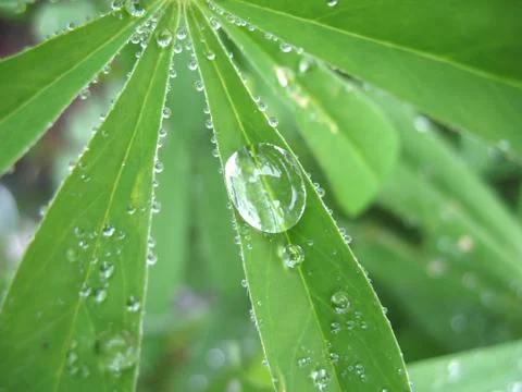 Leaf and drops Stock Photos
