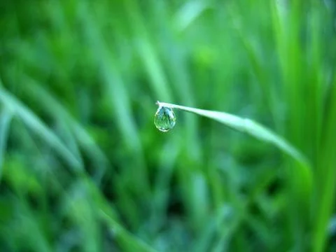 Leaf and drops Stock Photos