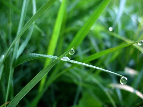 Leaf and drops Stock Photos