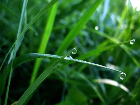 Leaf and drops Stock Photos