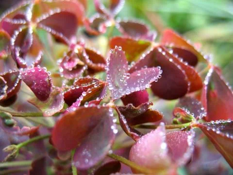 Leaf and drops Stock Photos