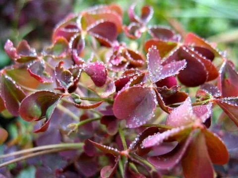 Leaf and drops Stock Photos