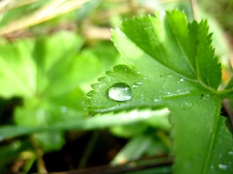 Leaf and drops Stock Photos
