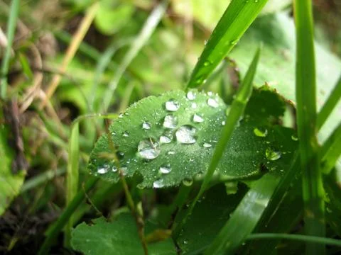 Leaf and drops Stock Photos